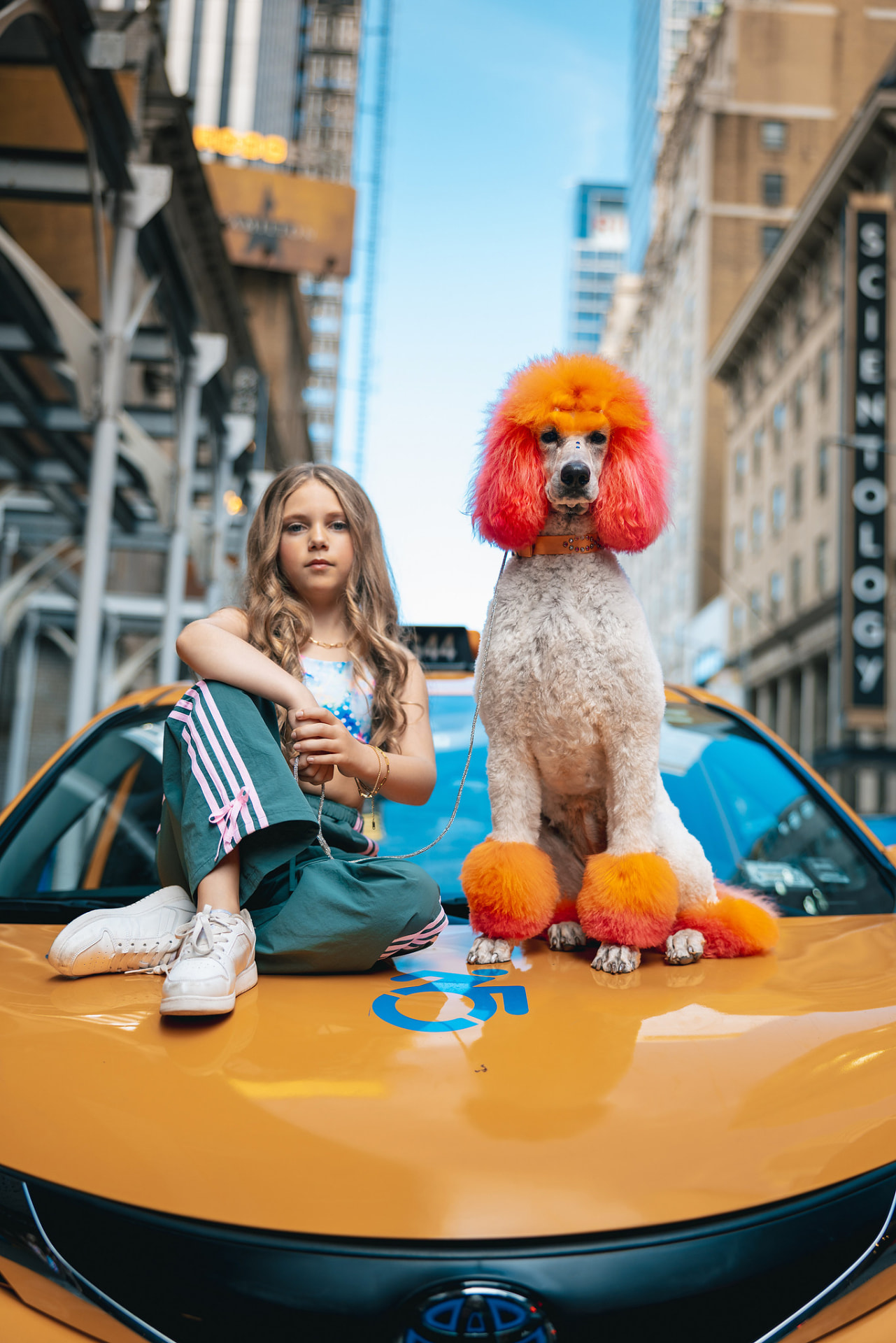 Olivia seated on a yellow taxi hood beside an orange-dyed standard poodle